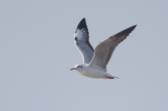 Chroicocephalus brunnicephalus