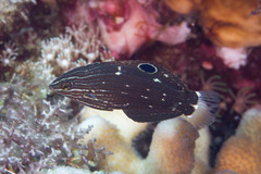 Halichoeres marginatus