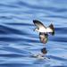 White-faced Storm-Petrel - Photo (c) Christoph Moning, some rights reserved (CC BY), uploaded by Christoph Moning