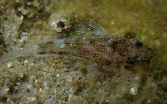 Platycephalidae
