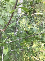 Condalia hookeri