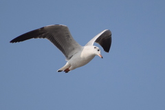 Chroicocephalus brunnicephalus