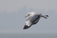 Chroicocephalus brunnicephalus