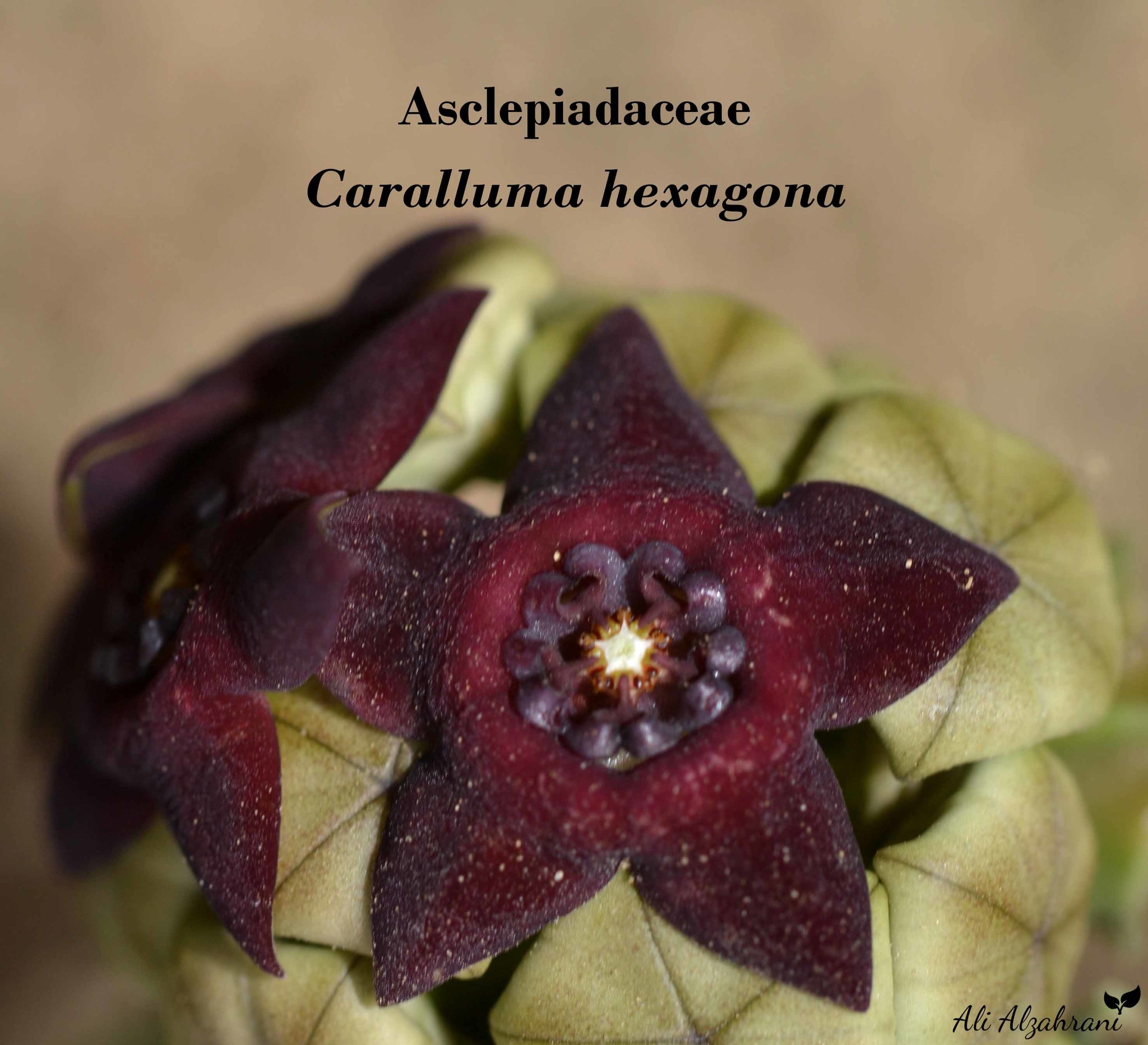Monolluma hexagona (Lavranos) Meve & Liede 4