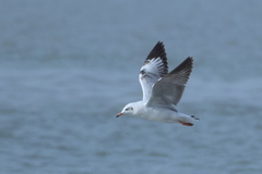 Chroicocephalus brunnicephalus