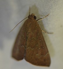 Anomis illita