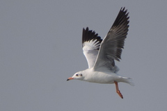 Chroicocephalus brunnicephalus