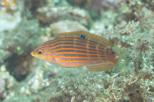 Pinstriped Wrasse — seen at this dive site