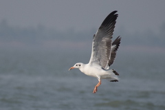 Chroicocephalus brunnicephalus