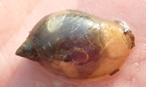 Radix natalensis observed 2020-08-16