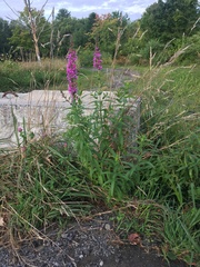 Lythrum salicaria