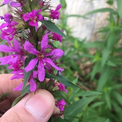 Lythrum salicaria