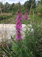 Lythrum salicaria