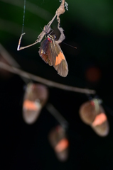 Heliconius erato hydara