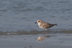 Charadrius leschenaultii