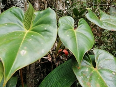 Anthurium kamemotoanum