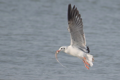 Chroicocephalus brunnicephalus