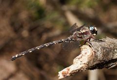 Austroaeschna atrata