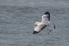 Chroicocephalus brunnicephalus