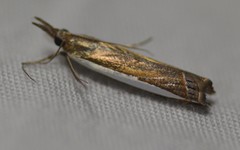 Crambus quinquareatus