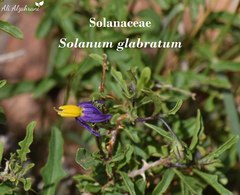 Solanum glabratum