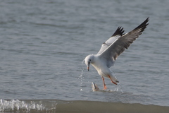 Chroicocephalus brunnicephalus