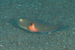 Iniistius pentadactylus