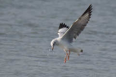 Chroicocephalus brunnicephalus