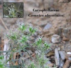 Cometes abyssinica