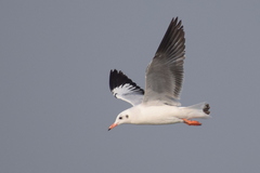 Chroicocephalus brunnicephalus