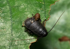 Diploptera punctata