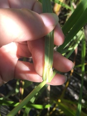 Sporobolus michauxianus