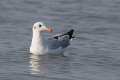 Chroicocephalus brunnicephalus