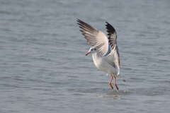 Chroicocephalus brunnicephalus