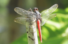 Orthetrum chrysis