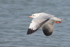 Chroicocephalus brunnicephalus