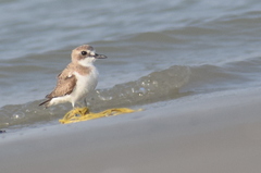 Charadrius leschenaultii