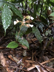 Odontochilus brevistylis