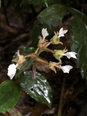 Odontochilus brevistylis