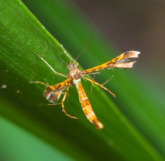 Xyroptila oenophanes