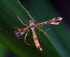 Xyroptila oenophanes