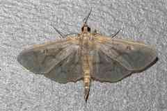 Herpetogramma theseusalis