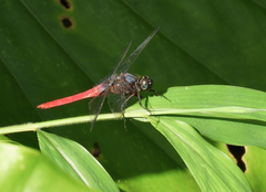 Orthetrum chrysis