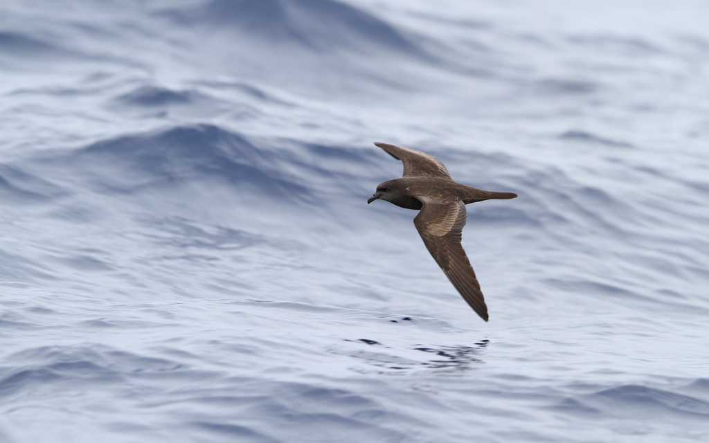 Bulwer's petrel banking low over grey-blue water with long wings angled