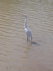 Ardea alba