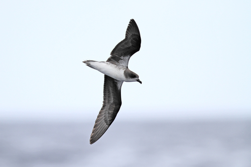 Petrel freira (Pterodroma madeira)