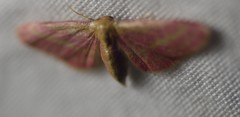 Leptostales laevitaria