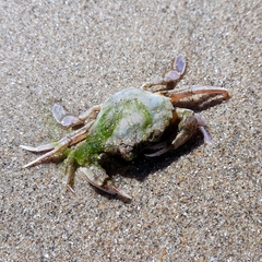 Liocarcinus depurator