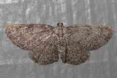 Aethalura intertexta