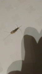 Ctenolepisma longicaudatum